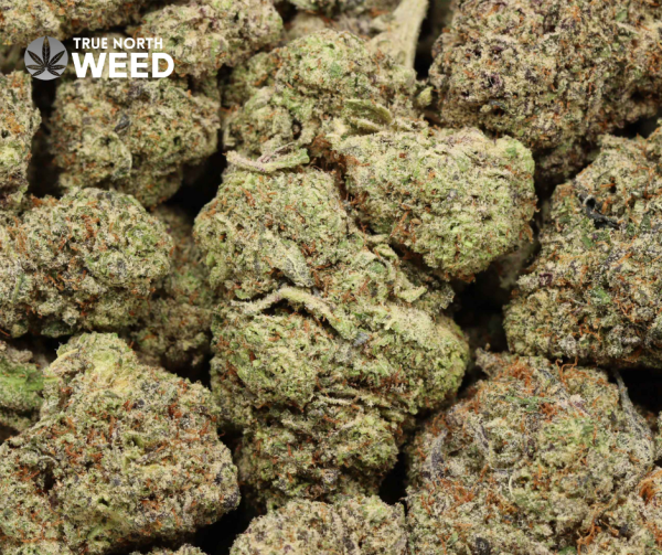 Gorilla Glue - Image 3